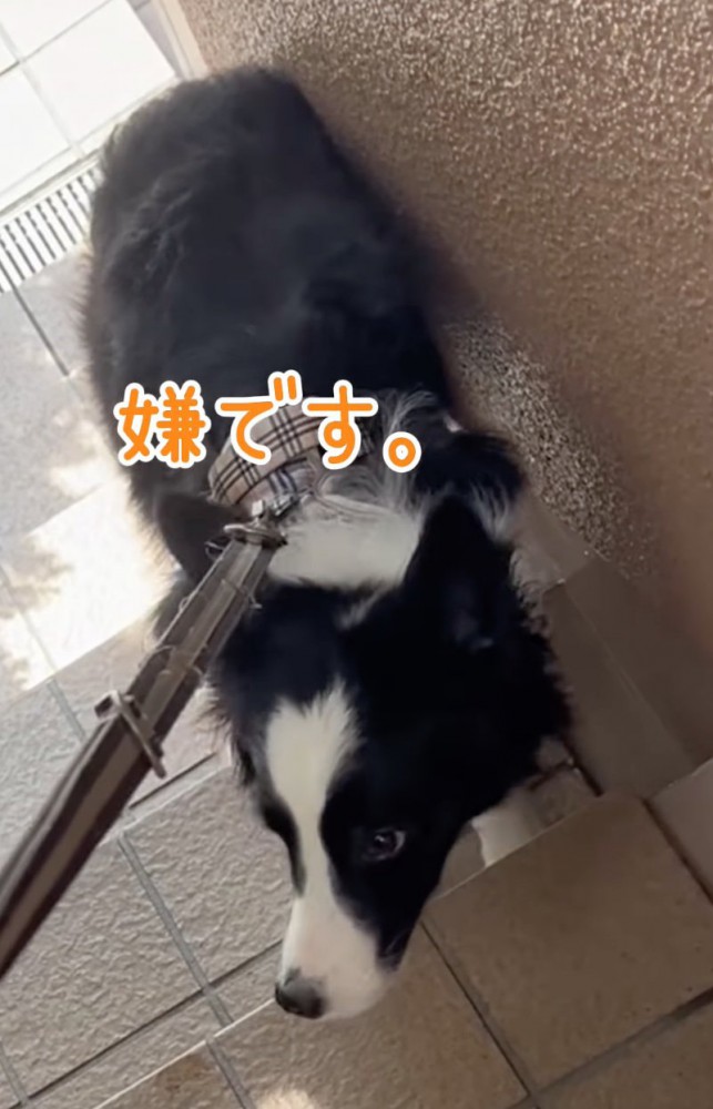 階段下で踏ん張る犬