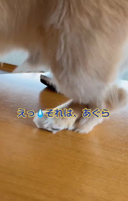 クロスしたまま座ろうとするミニチュアダックスフンドの後ろ足