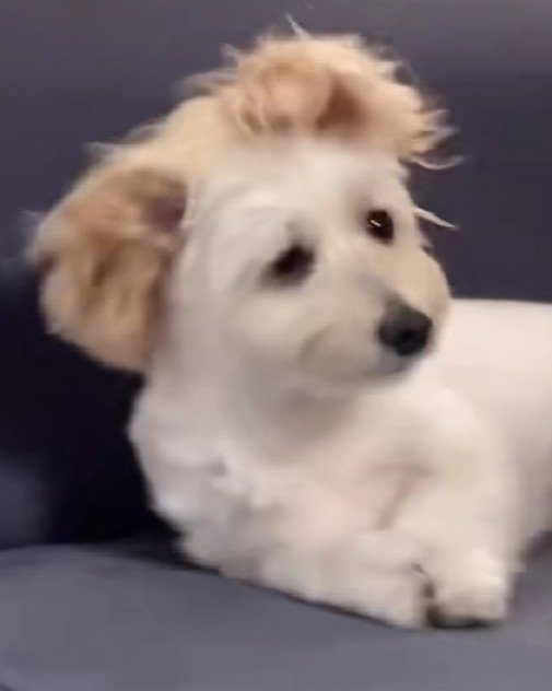 片耳が頭の上に…！