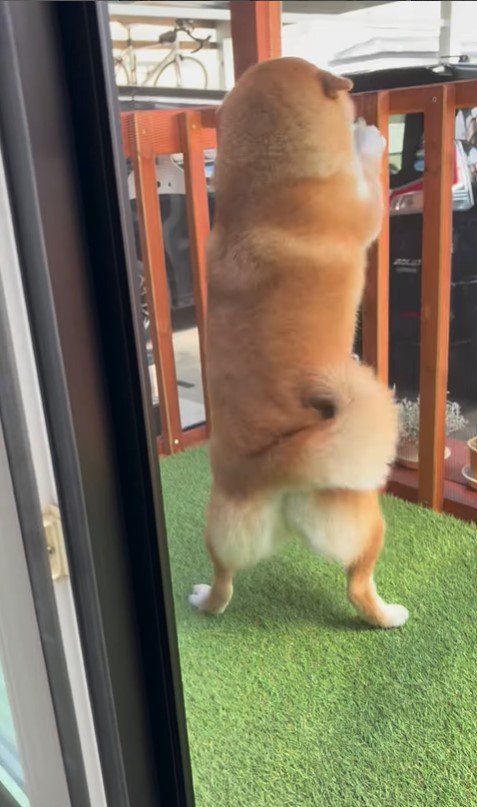 お兄ちゃんの帰省を喜ぶパンちゃん4