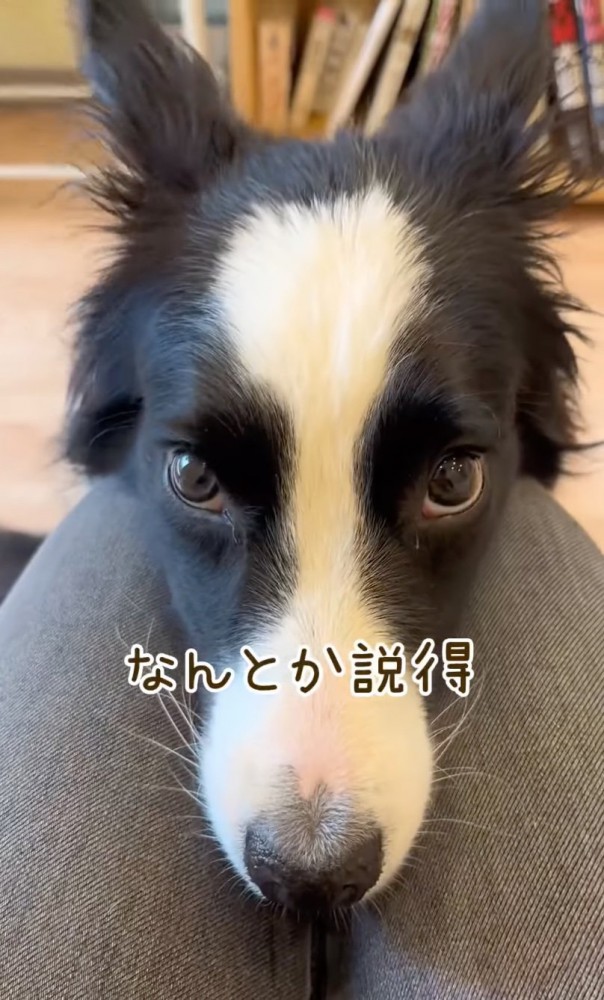 膝の上に顔をのせる犬