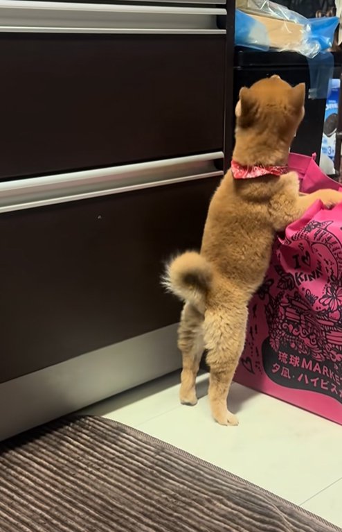 逃げ出そうとする豆柴の子犬