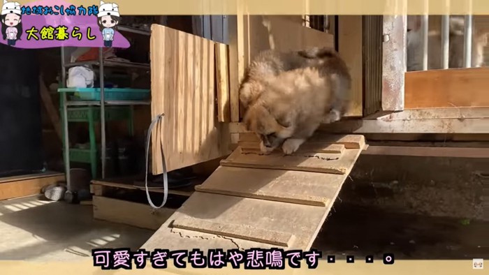 小屋から出る仔犬