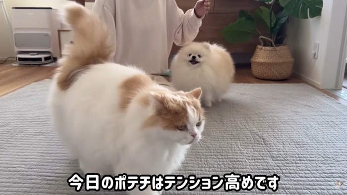 怒られたポテチくん