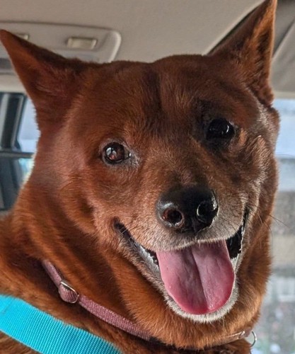 舌を出して微笑む犬