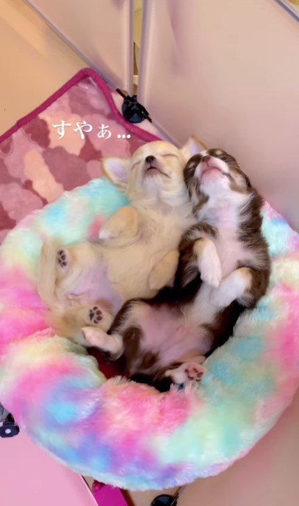 すやすや眠る2匹