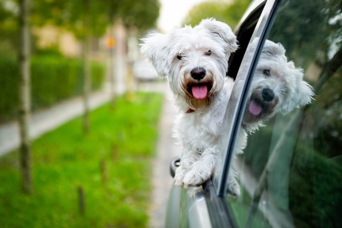 車の窓から顔を出す犬