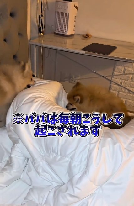 わんこたちのモーニングルーティン