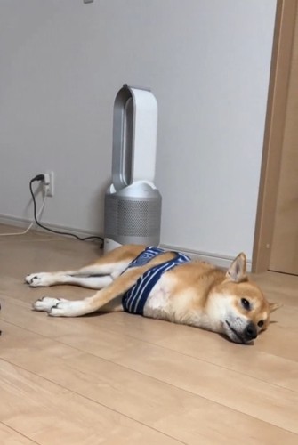 目を覚ました柴犬