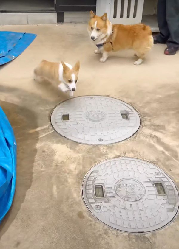 犬と走る子犬