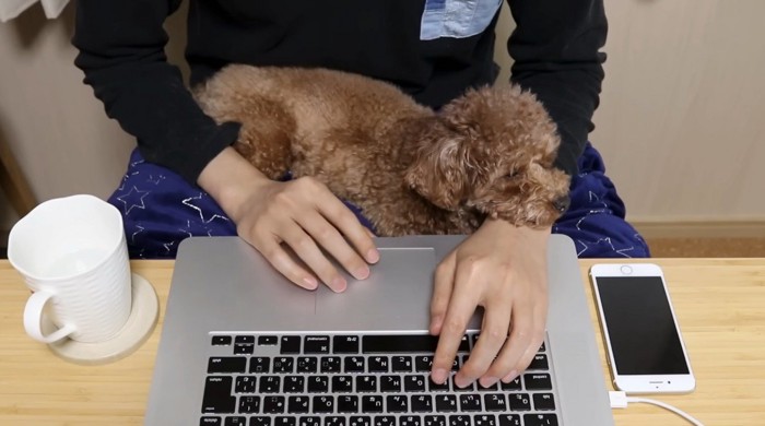 飼い主の腕にあごを乗せるトイプードル