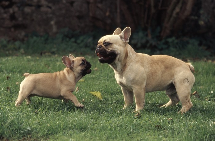 屋外で向かい合うフレンチブルドッグの子犬と成犬