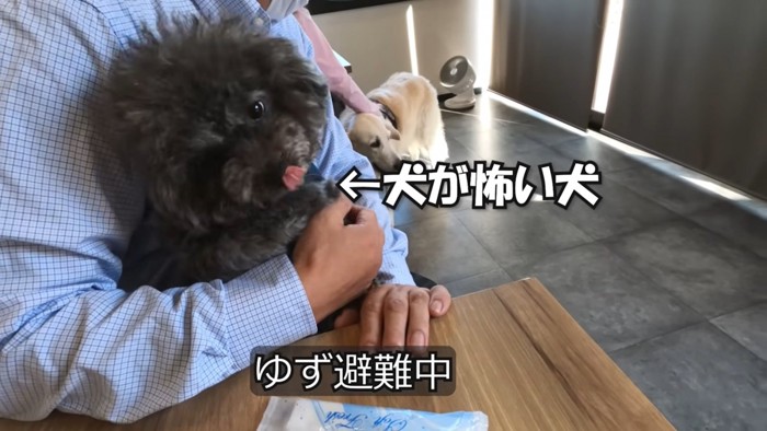 男性に抱かれた犬