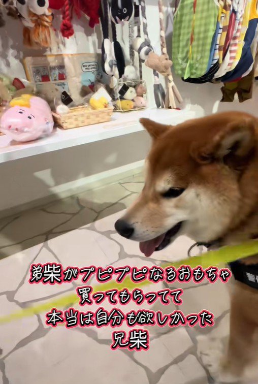 おもちゃを買ってほしいどんちゃん