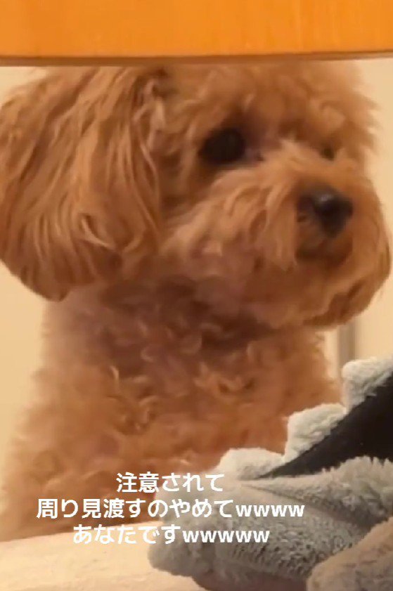 「どなたか怒られてますよ?」