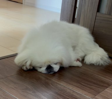 床に伏せって眠るペキニーズ