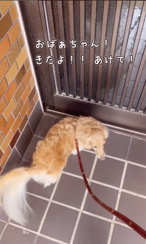 おばあちゃんの家に来たみるくちゃん3