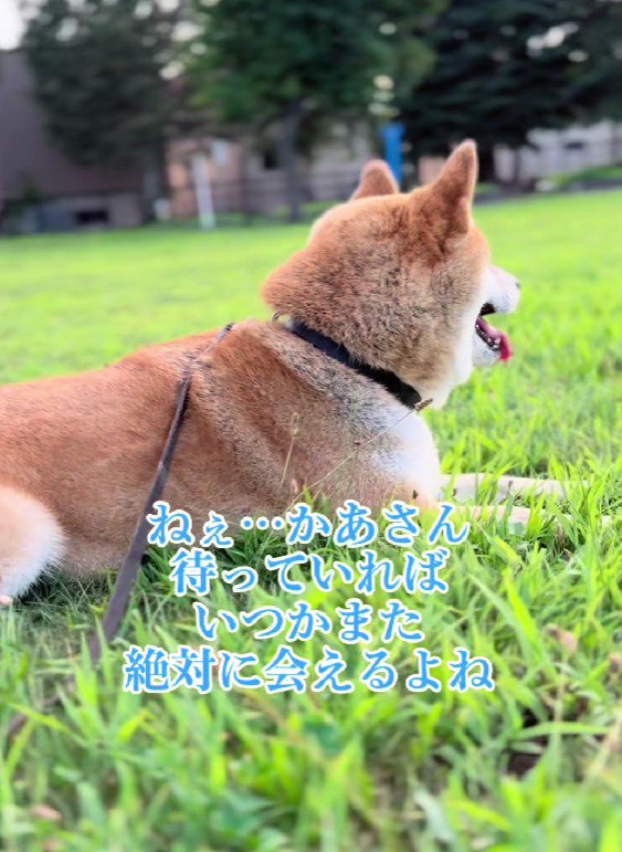 「待っていれば会えるかな?」