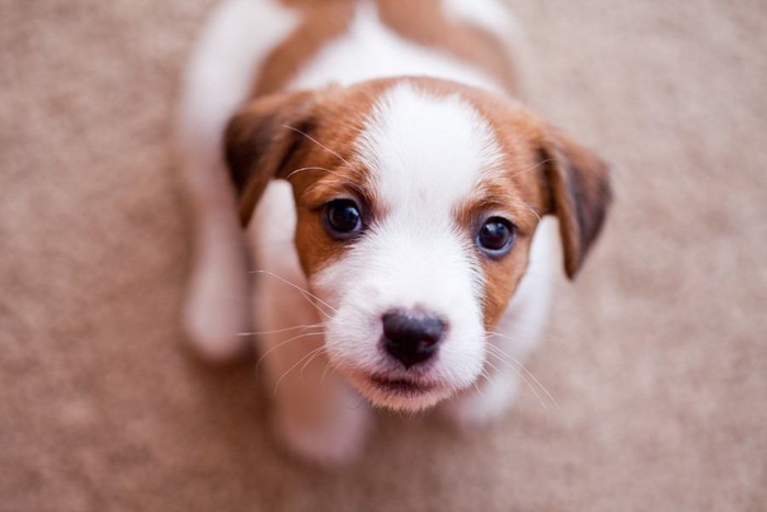 不安そうな顔の子犬