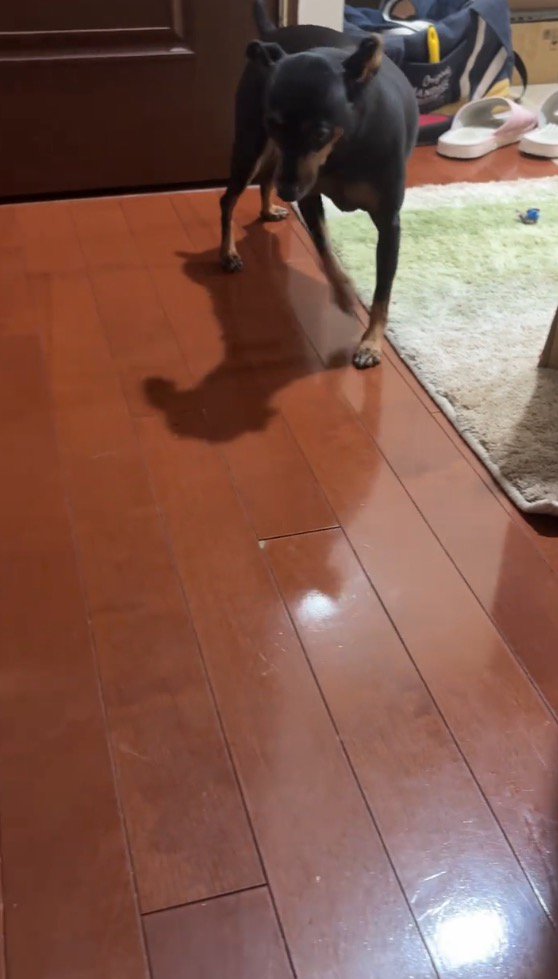 飼い主がいる方へ歩く犬