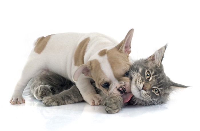 子犬と猫