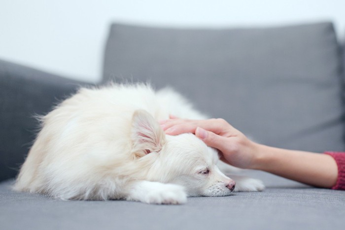 寝ている犬を撫でる手