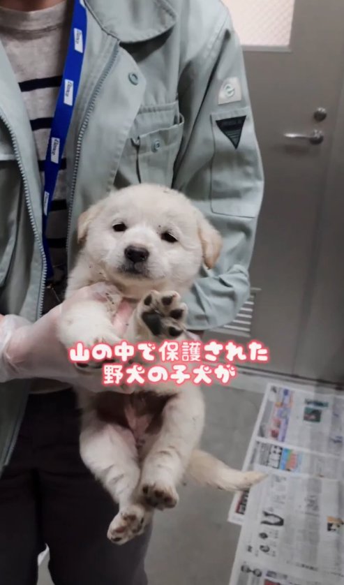 抱っこされている子犬