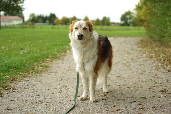 四つ足で立つ犬