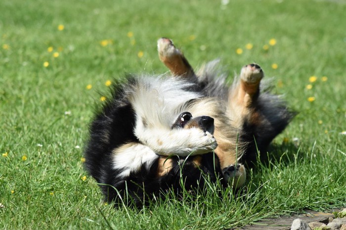 草の上で転がる犬