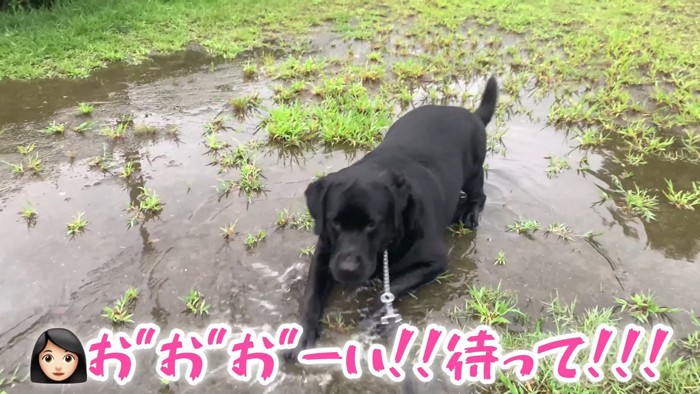 ムニくんのお散歩拒否6