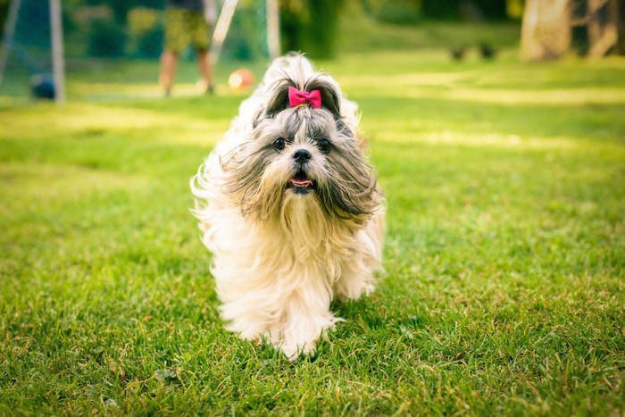 芝生を歩くリボンをつけた犬