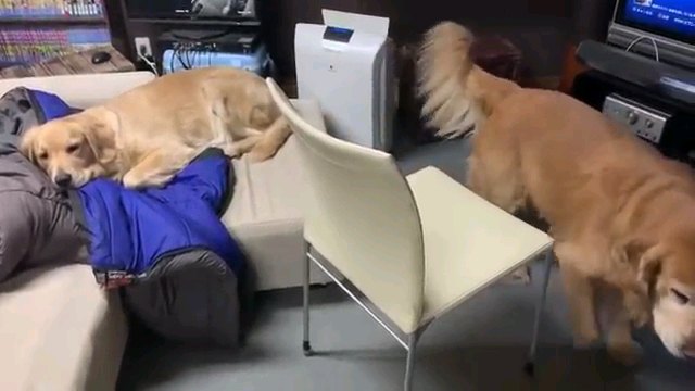 立ち上がる犬