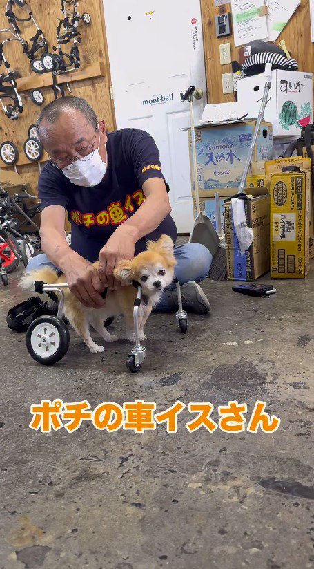 車椅子に乗ってカメラを見つめる犬