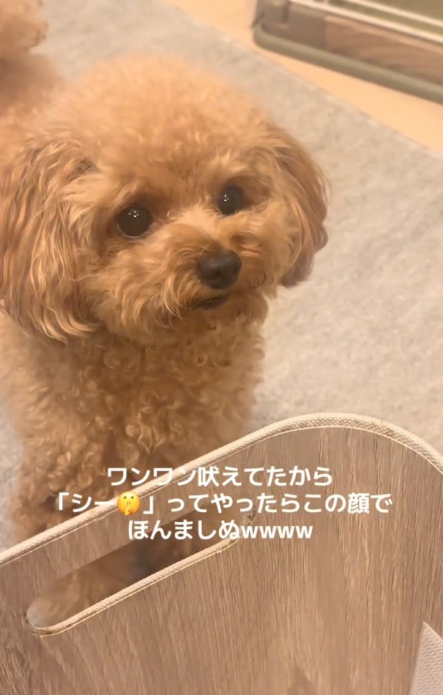 トイプードル