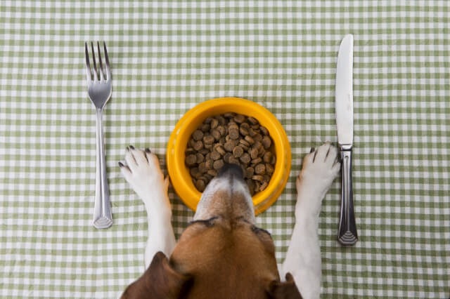 食器とテーブルと犬