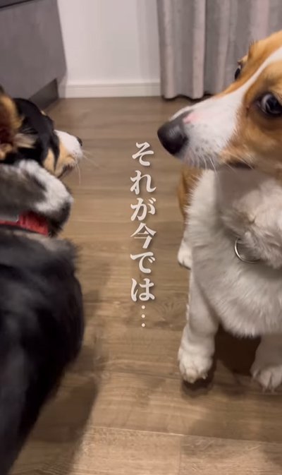 飼い主をチラ見する犬