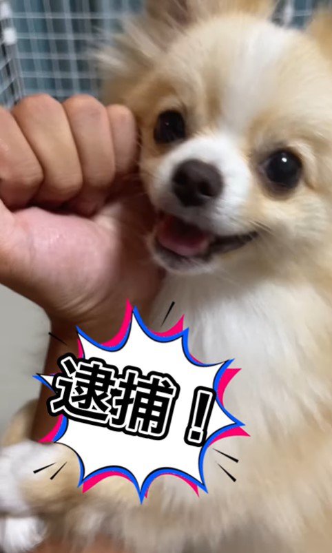 逮捕するコハクちゃん6