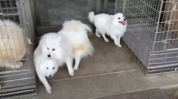 じゃれ合う3匹の犬