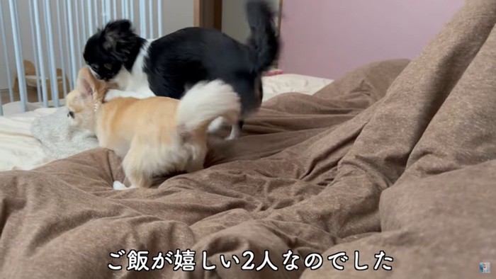 布団の上ではしゃぐ2匹の犬