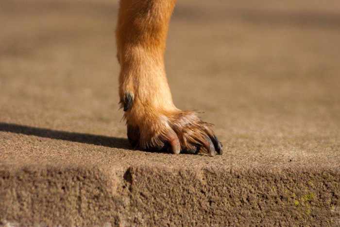 立っている犬の足