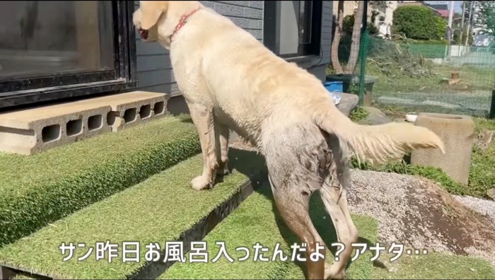 庭の階段を上る犬