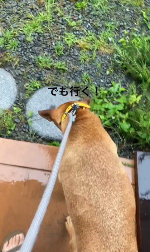 台風でも散歩に行きたいフライくん5