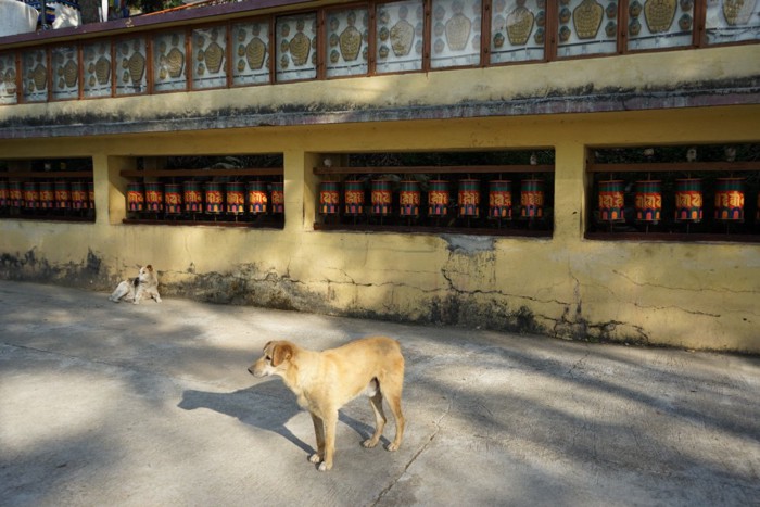 インドの路上の犬2頭