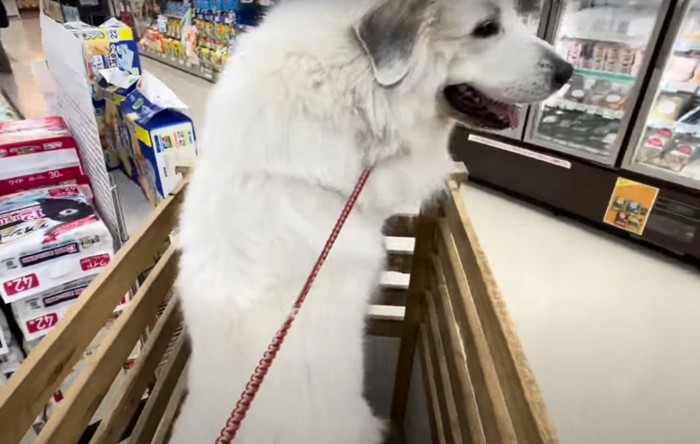 お店の通路を通る犬