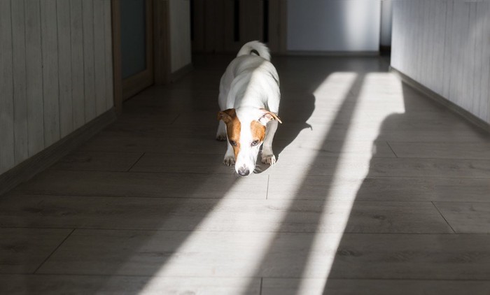 地面の匂いを嗅ぐ犬