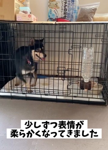 ケージの中を歩く柴犬