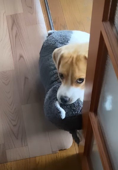 かわいすぎる「お出迎え」