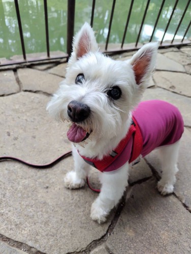 幸せですけどもっ