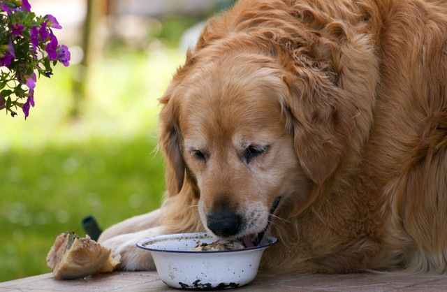 ご飯を食べている犬