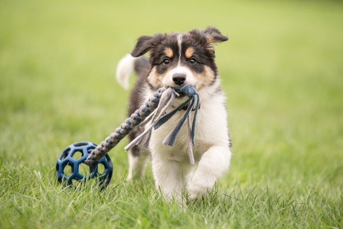 おもちゃをくわえて歩く子犬